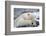 Polar Bear (Ursus Maritimus) with Paws Covering Eyes, Svalbard, Norway, September 2009-Cairns-Framed Photographic Print