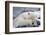 Polar Bear (Ursus Maritimus) with Paws Covering Eyes, Svalbard, Norway, September 2009-Cairns-Framed Photographic Print