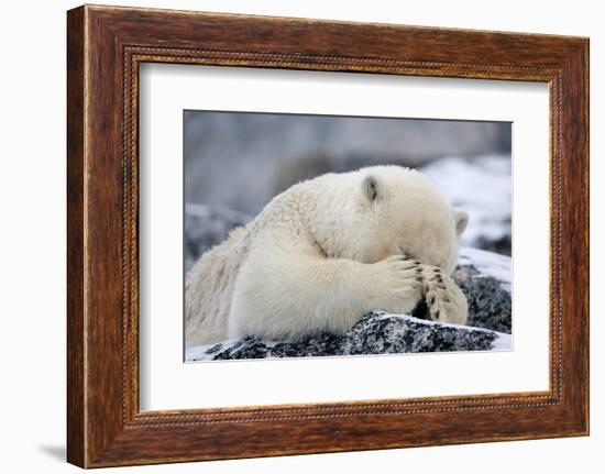 Polar Bear (Ursus Maritimus) with Paws Covering Eyes, Svalbard, Norway, September 2009-Cairns-Framed Photographic Print