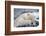 Polar Bear (Ursus Maritimus) with Paws Covering Eyes, Svalbard, Norway, September 2009-Cairns-Framed Photographic Print