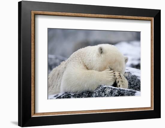 Polar Bear (Ursus Maritimus) with Paws Covering Eyes, Svalbard, Norway, September 2009-Cairns-Framed Photographic Print