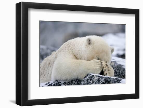 Polar Bear (Ursus Maritimus) with Paws Covering Eyes, Svalbard, Norway, September 2009-Cairns-Framed Photographic Print