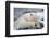 Polar Bear (Ursus Maritimus) with Paws Covering Eyes, Svalbard, Norway, September 2009-Cairns-Framed Photographic Print