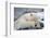 Polar Bear (Ursus Maritimus) with Paws Covering Eyes, Svalbard, Norway, September 2009-Cairns-Framed Photographic Print