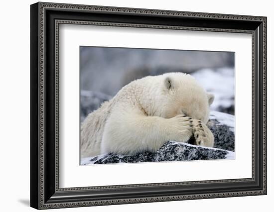 Polar Bear (Ursus Maritimus) with Paws Covering Eyes, Svalbard, Norway, September 2009-Cairns-Framed Photographic Print