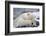 Polar Bear (Ursus Maritimus) with Paws Covering Eyes, Svalbard, Norway, September 2009-Cairns-Framed Photographic Print