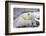 Polar Bear (Ursus Maritimus) with Paws Covering Eyes, Svalbard, Norway, September 2009-Cairns-Framed Photographic Print