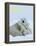 Polar Bear (Ursus Maritimus)-Thorsten Milse-Framed Stretched Canvas