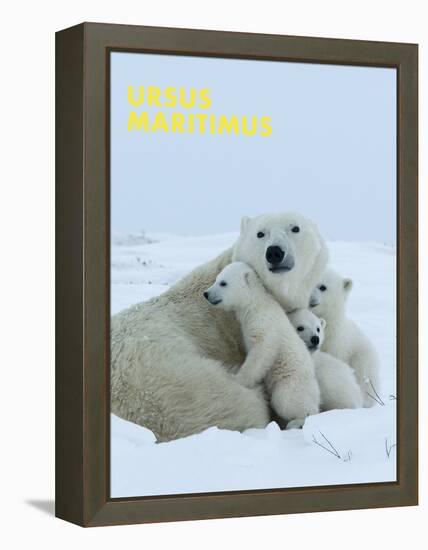 Polar Bear (Ursus Maritimus)-Thorsten Milse-Framed Stretched Canvas
