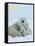 Polar Bear (Ursus Maritimus)-Thorsten Milse-Framed Stretched Canvas