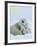 Polar Bear (Ursus Maritimus)-Thorsten Milse-Framed Art Print