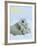 Polar Bear (Ursus Maritimus)-Thorsten Milse-Framed Art Print