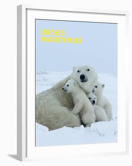 Polar Bear (Ursus Maritimus)-Thorsten Milse-Framed Art Print