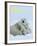 Polar Bear (Ursus Maritimus)-Thorsten Milse-Framed Art Print