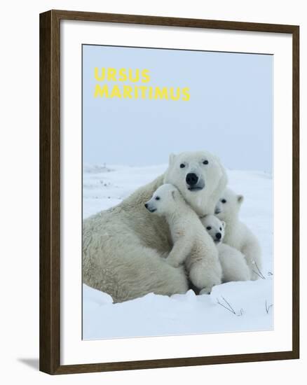 Polar Bear (Ursus Maritimus)-Thorsten Milse-Framed Art Print