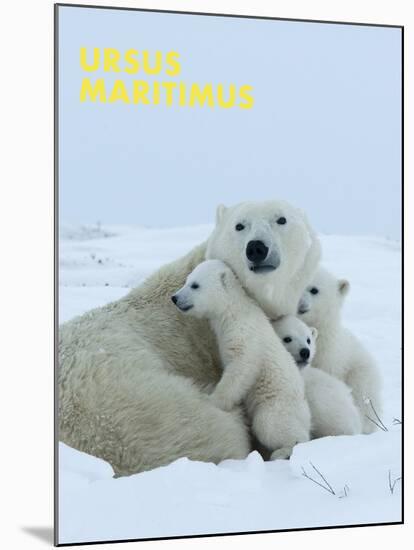 Polar Bear (Ursus Maritimus)-Thorsten Milse-Mounted Art Print