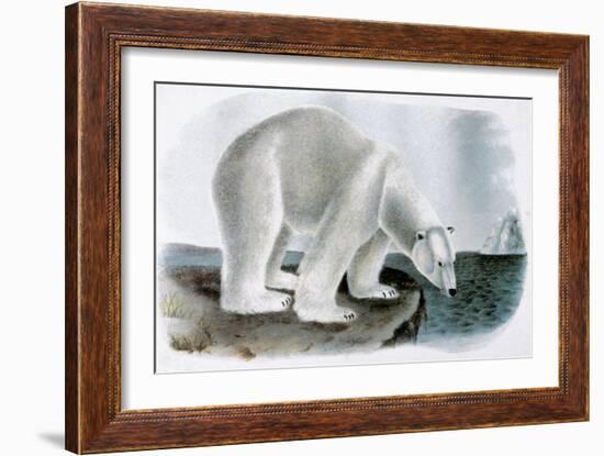Polar Bear (Ursus Maritimus)-John James Audubon-Framed Giclee Print