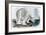 Polar Bear (Ursus Maritimus)-John James Audubon-Framed Giclee Print