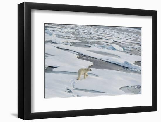 Polar Bear Walking across a Vast Expanse of Ice Floes North of Svalbard in the Arctic Ocean.-Wildestanimal-Framed Photographic Print