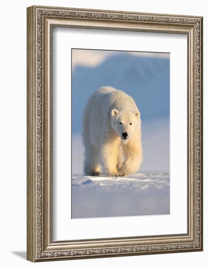 Polar bear walking across ice and snow in evening sun, Svalbard-Danny Green-Framed Photographic Print