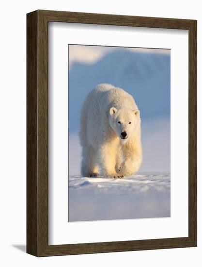 Polar bear walking across ice and snow in evening sun, Svalbard-Danny Green-Framed Photographic Print