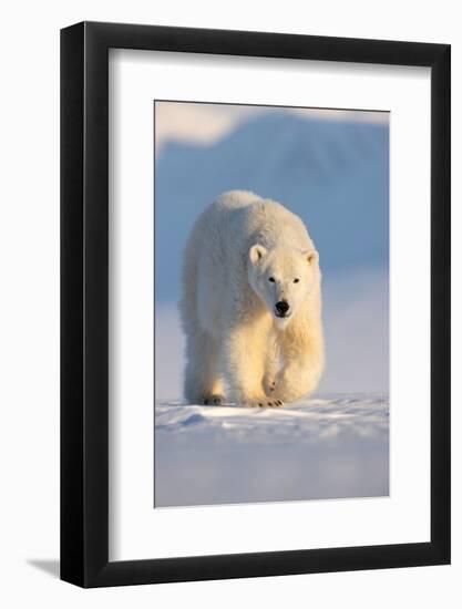 Polar bear walking across ice and snow in evening sun, Svalbard-Danny Green-Framed Photographic Print