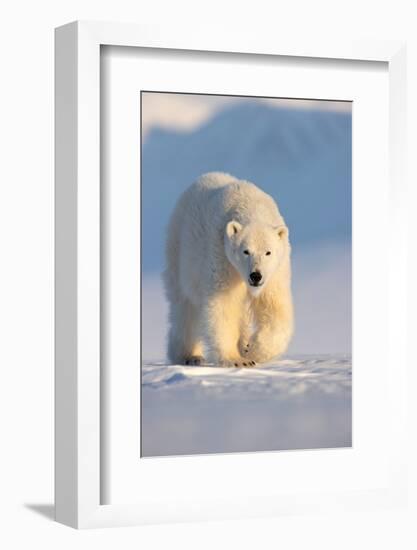 Polar bear walking across ice and snow in evening sun, Svalbard-Danny Green-Framed Photographic Print