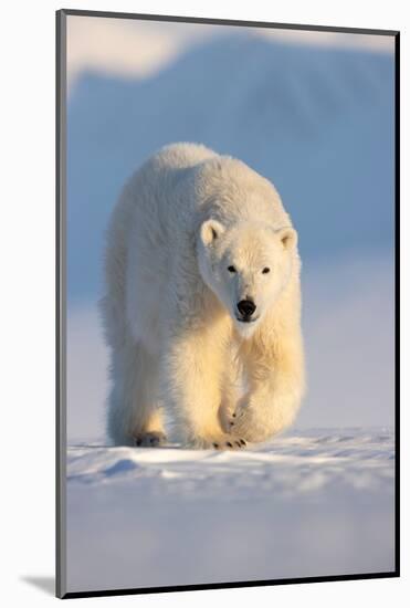 Polar bear walking across ice and snow in evening sun, Svalbard-Danny Green-Mounted Photographic Print