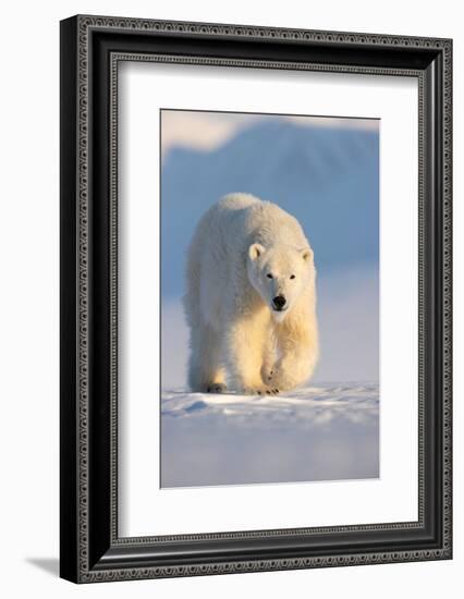 Polar bear walking across ice and snow in evening sun, Svalbard-Danny Green-Framed Photographic Print