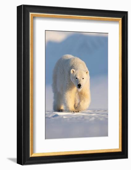 Polar bear walking across ice and snow in evening sun, Svalbard-Danny Green-Framed Photographic Print