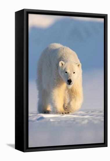 Polar bear walking across ice and snow in evening sun, Svalbard-Danny Green-Framed Premier Image Canvas