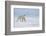 Polar bear walking across ice, Svalbard, Norway-Danny Green-Framed Photographic Print