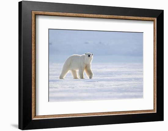 Polar bear walking across ice, Svalbard, Norway-Danny Green-Framed Photographic Print