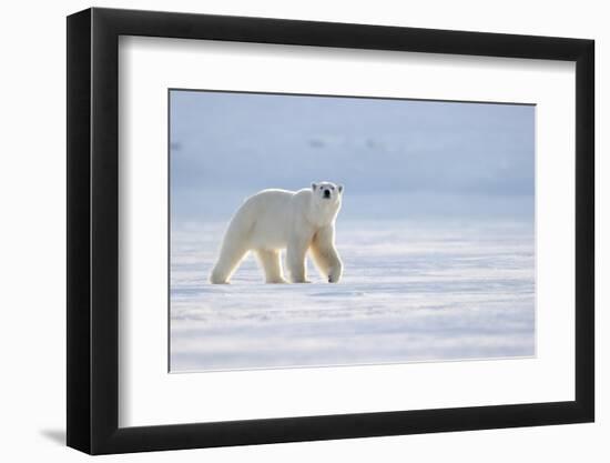 Polar bear walking across ice, Svalbard, Norway-Danny Green-Framed Photographic Print
