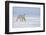 Polar bear walking across ice, Svalbard, Norway-Danny Green-Framed Photographic Print