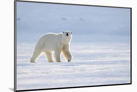 Polar bear walking across ice, Svalbard, Norway-Danny Green-Mounted Photographic Print