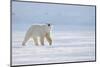 Polar bear walking across ice, Svalbard, Norway-Danny Green-Mounted Photographic Print