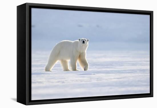 Polar bear walking across ice, Svalbard, Norway-Danny Green-Framed Premier Image Canvas