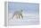 Polar bear walking across ice, Svalbard, Norway-Danny Green-Framed Premier Image Canvas