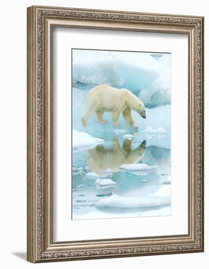 Polar bear walking across sea ice, reflected in water, Norway-Danny Green-Framed Photographic Print