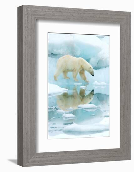 Polar bear walking across sea ice, reflected in water, Norway-Danny Green-Framed Photographic Print