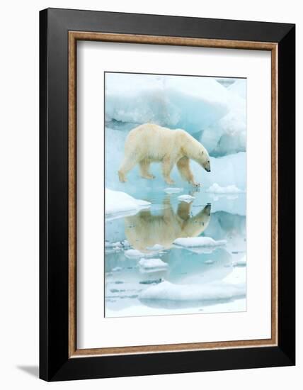 Polar bear walking across sea ice, reflected in water, Norway-Danny Green-Framed Photographic Print