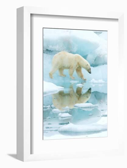 Polar bear walking across sea ice, reflected in water, Norway-Danny Green-Framed Photographic Print