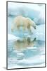 Polar bear walking across sea ice, reflected in water, Norway-Danny Green-Mounted Photographic Print