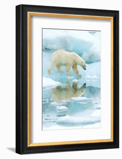 Polar bear walking across sea ice, reflected in water, Norway-Danny Green-Framed Photographic Print