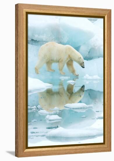 Polar bear walking across sea ice, reflected in water, Norway-Danny Green-Framed Premier Image Canvas