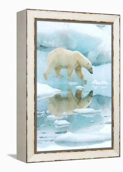 Polar bear walking across sea ice, reflected in water, Norway-Danny Green-Framed Premier Image Canvas