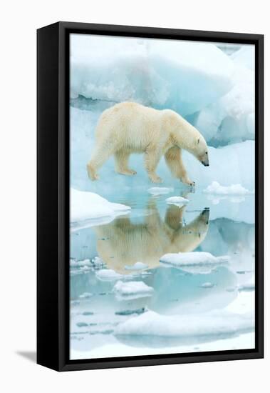 Polar bear walking across sea ice, reflected in water, Norway-Danny Green-Framed Premier Image Canvas