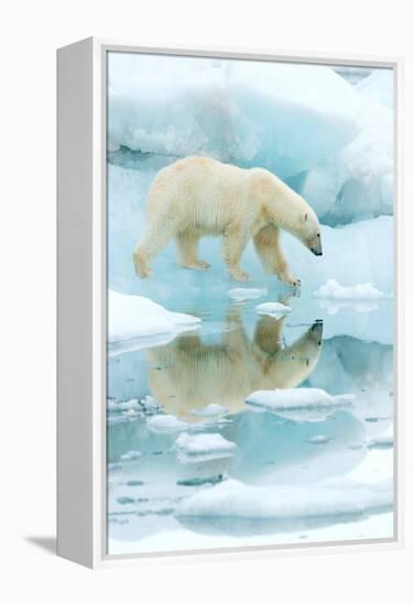 Polar bear walking across sea ice, reflected in water, Norway-Danny Green-Framed Premier Image Canvas