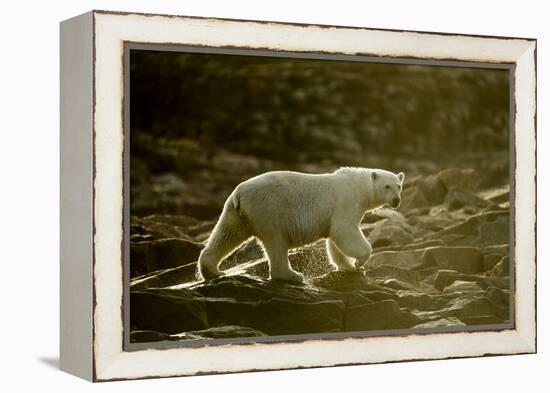Polar Bear Walking along Hudson Bay, Nunavut, Canada-Paul Souders-Framed Premier Image Canvas
